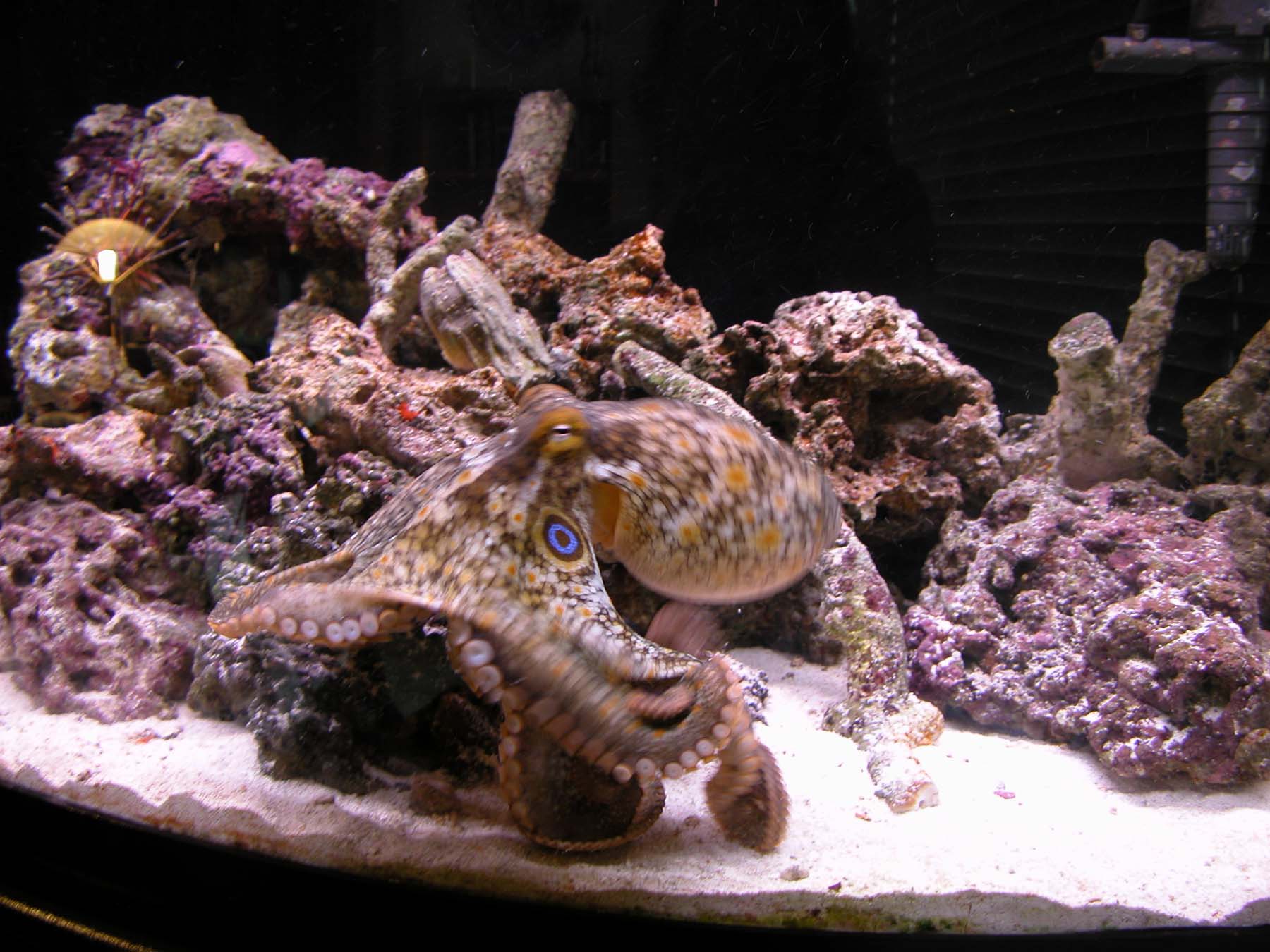 Keeping Squids in Captivity: How to Set Up a Squid Aquarium