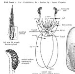 cuttlefishHectocotylus.jpg