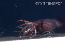 Mesonychoteuthis caught on video nearby Russian trawler 3.jpg