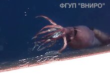 Mesonychoteuthis caught on video nearby Russian trawler 4.jpg