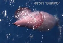 Mesonychoteuthis caught on video nearby Russian trawler 5.jpg