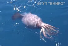 Mesonychoteuthis caught on video nearby Russian trawler 6.jpg