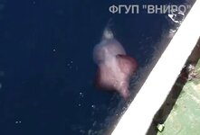 Mesonychoteuthis caught on video nearby Russian trawler 7.jpg