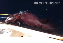 Mesonychoteuthis caught on video nearby Russian trawler.jpg