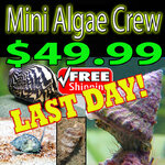Mini Algae Crew-50 - shipped FREE-lastday.jpg