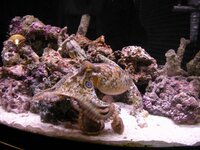 Keeping cephalopods in captivity
