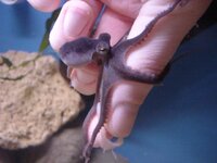 Octopus Basics - Keeping an Octopus as a Pet