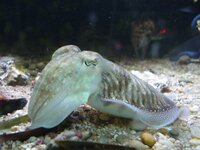 Colin's Cuttlefish and Octopus Photos