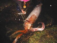 Giant and Colossal Squid Strandings and Recovery