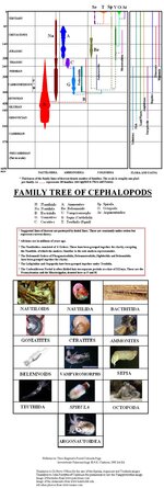 Family Tree of Cephalopods
