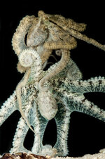 Mating Octopus (Abdopus-aculeatus)