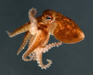 Octopus Definition