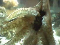 Classic TONMO Cephalopod Videos