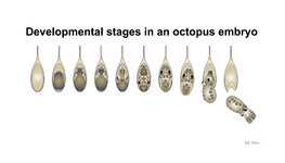 Octopus egg stages diagram_Drawing by Adi Khen.jpg