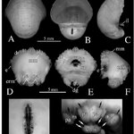 Nautilus-pompilius-Linnaeus-Embryo-of-6-month-old-A-C-Embryonic-shell-D-F_Q640.jpg