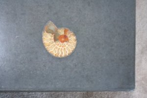 conv_295755.jpg