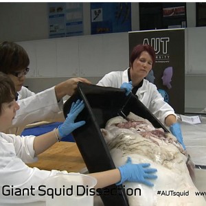 Giant Squid Disection - June 18 2014 (June 19 NZ)