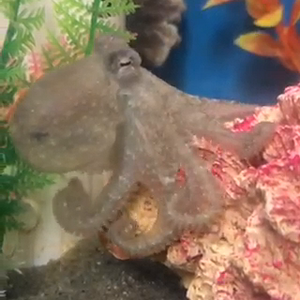 (video) Olive the octo.MOV