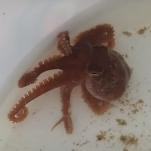 Octopus-.png
