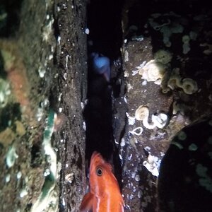 GPO and a Yelloweye Rockfish in a crack den