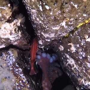 GPO and Yelloweye Rockfish in a Cave Den