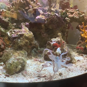Octopus tank cleaning.mp4