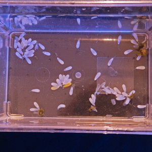 021625 eggs isolated.jpg