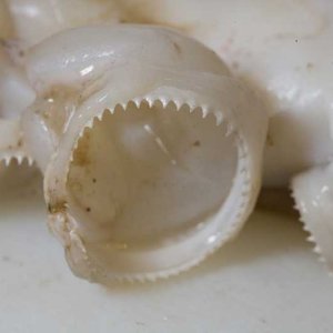 sucker tooth.jpg