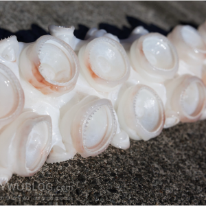 Row of teeth.png