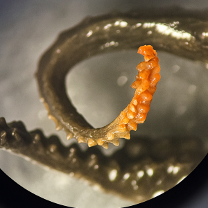 Slosarczykovia hectocotylus.png