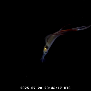 Lance_38.1_Mar_Del_Plata_Canyon___SOI_Divestream_815_-_YouTube_Mozilla_Firefox_2025-07-28_22-4...mp4