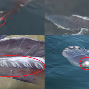 Blanket octopus comparison.png
