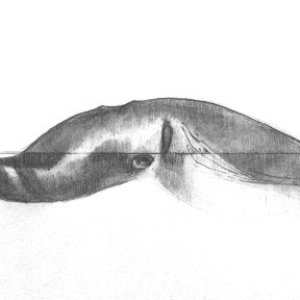 conv_290593.jpg