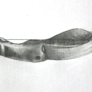 conv_290597.jpg
