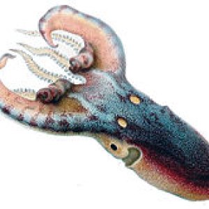 220px-Tremoctopus_violaceus_Merculiano.jpg