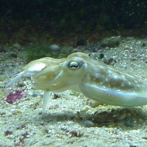 Conlin Dunlop's Cuttlefish