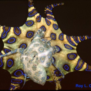 H. lunulata (blue ring), by Roy Caldwell