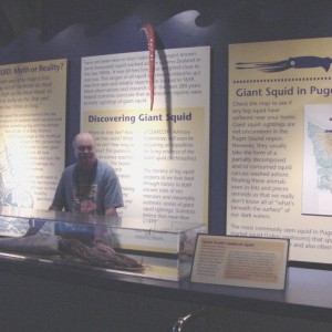 Moroteuthis robusta display (Seattle Aquarium)