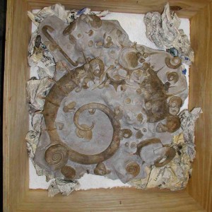 Heteromorph Ammonites