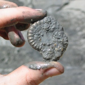 Pyrite Ammonite at Charmouth (Dorset)