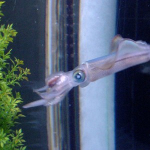 Juvenile Broad Squid in captivity