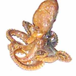 preserved octopus