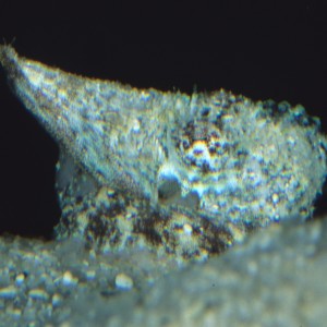 Octopus aculeatus mimicking snail
