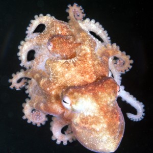 Octopus wolfi mating