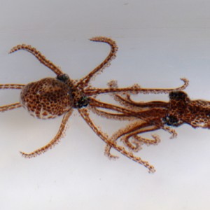 Octopus mercatoris hatchlings fighting