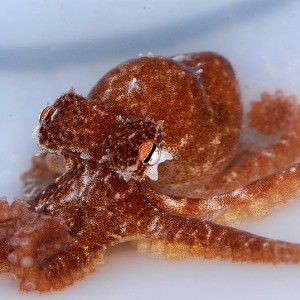 Octopus mercatoris adult