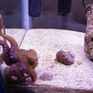 Octopus Filosus on glass