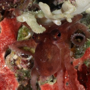 Octopus bocki