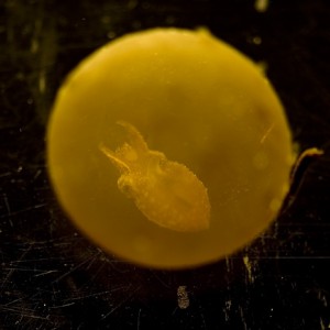 S. bandensis in the egg