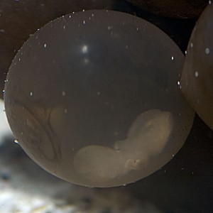 S. bandensis in the egg with yolk sac